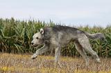 IRISH WOLFHOUND 151